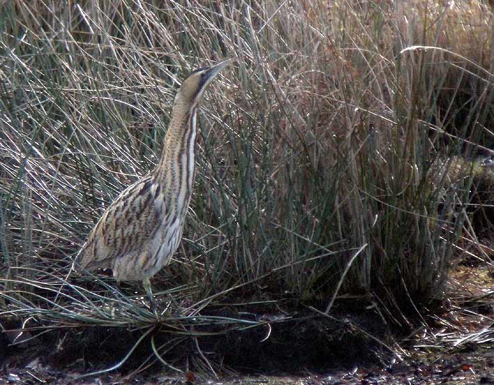 Plounrin (tang du Moulin-Neuf), Ctes d'Armor, 16 janvier 2009, photo Franois Sit.