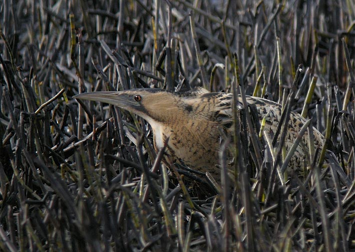 Plounrin (tang du Moulin-Neuf), Ctes d'Armor, 16 janvier 2009, photo Franois Sit.