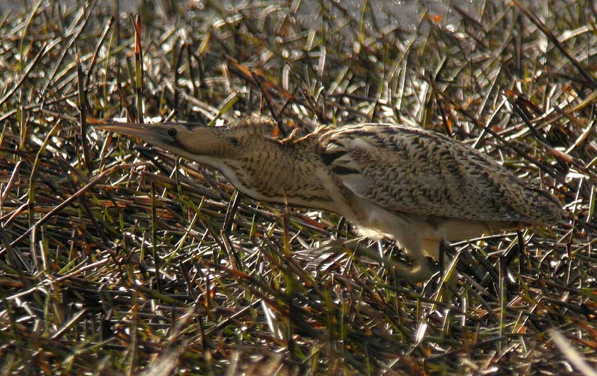 Plounrin (tang du Moulin-Neuf), Ctes d'Armor, 16 janvier 2009, photo Franois Sit.