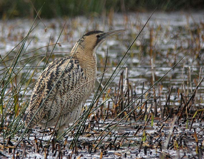 Plounrin (tang du Moulin-Neuf), Ctes d'Armor, 11 dcembre 2010, photo Franois Sit.