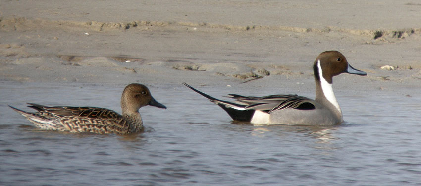 Couple, baie du Kernic, Plounevez-Lochrist (Finistre Nord), 15 fvrier 2009, photo Franois Sit.