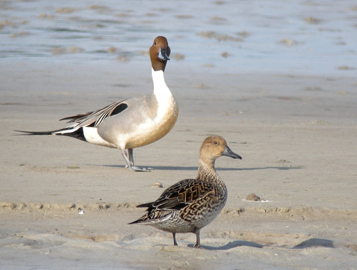 Couple, baie du Kernic, Plounevez-Lochrist (Finistre Nord), 15 fvrier 2009, photo Franois Sit.