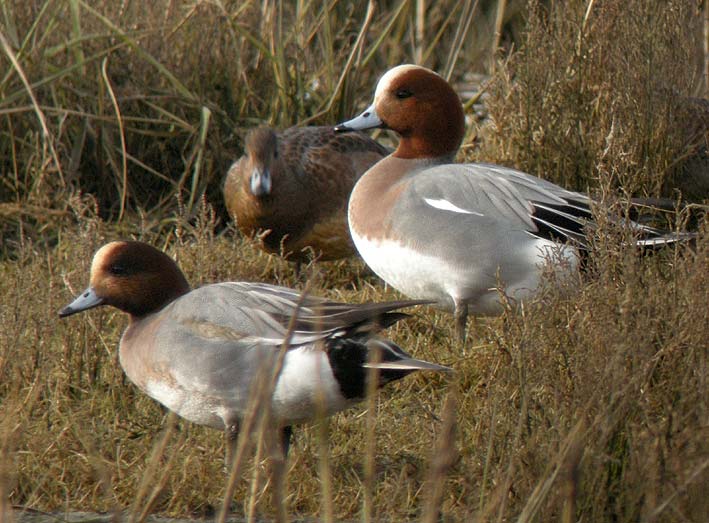 Mles et femelle, baie de Goulven (Finistre), 11 janvier 2009, photo Franois Sit.