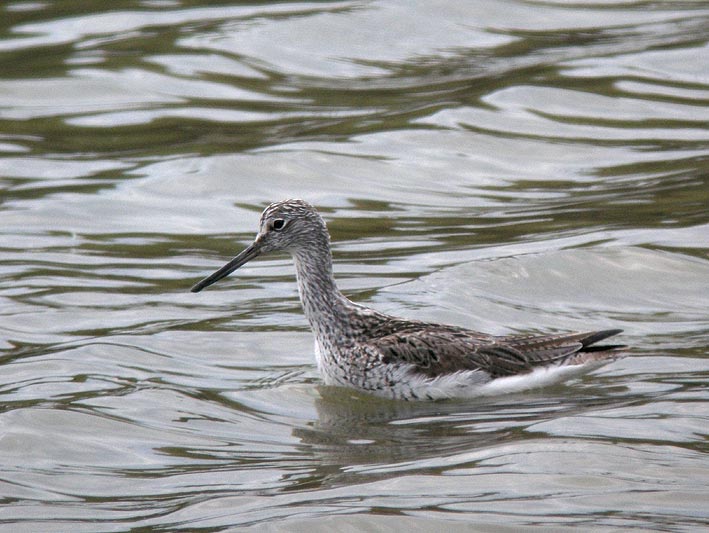 Plumage nuptial, Sn (Morbihan), mai 2010, photo Franois Sit.