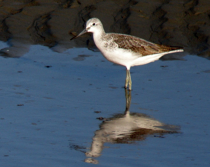 Penz (Finistre), 17 octobre 2008, photo Franois Sit.