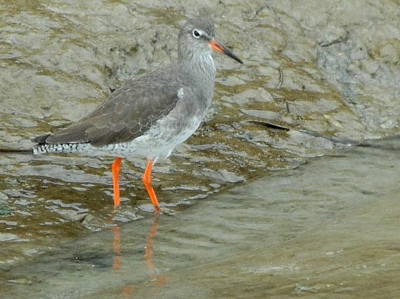 Goulven (Finistre), 12 novembre 2007, photo Jean-Michel Lucas.