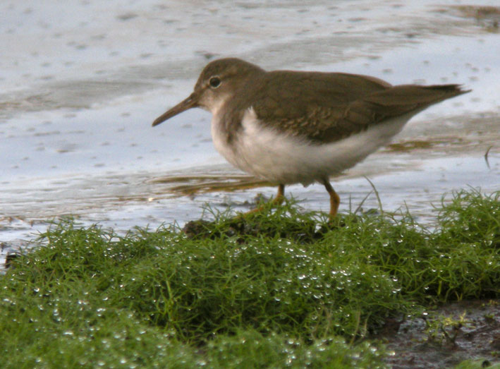 Juvnile, tang de Kerescar, Ploumoguer (Nord-Finistre), 25 novembre 2011, photo Franois Sit.