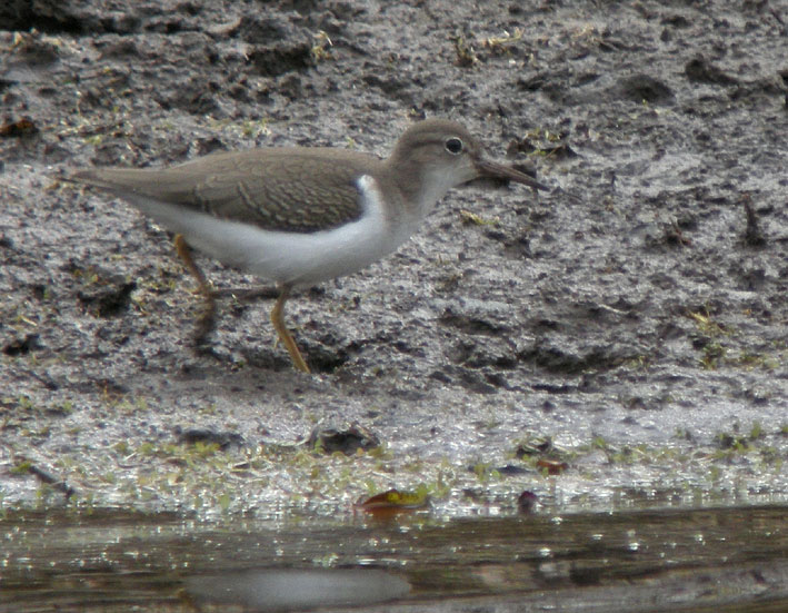 Juvnile, tang de Kerescar, Ploumoguer (Nord-Finistre), 24 septembre 2011, photo Franois Sit.