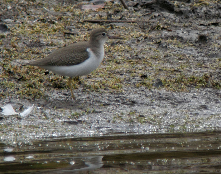 Juvnile, tang de Kerescar, Ploumoguer (Nord-Finistre), 24 septembre 2011, photo Franois Sit.