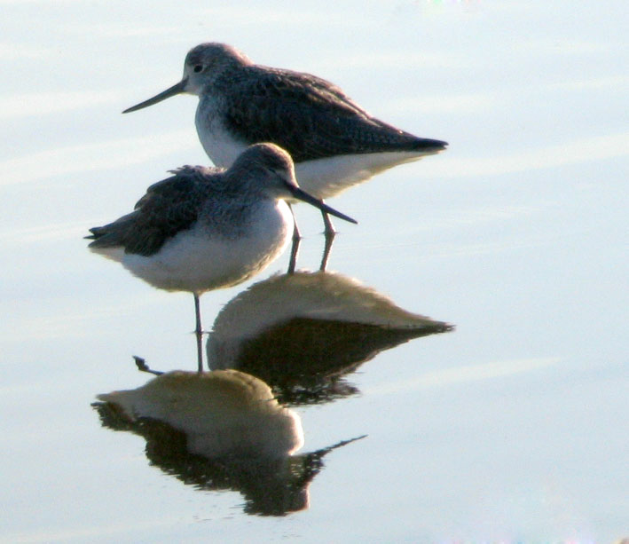 Guissny (tang du Curnic), Finistre, 26 janvier 2008, photo Franois Sit.