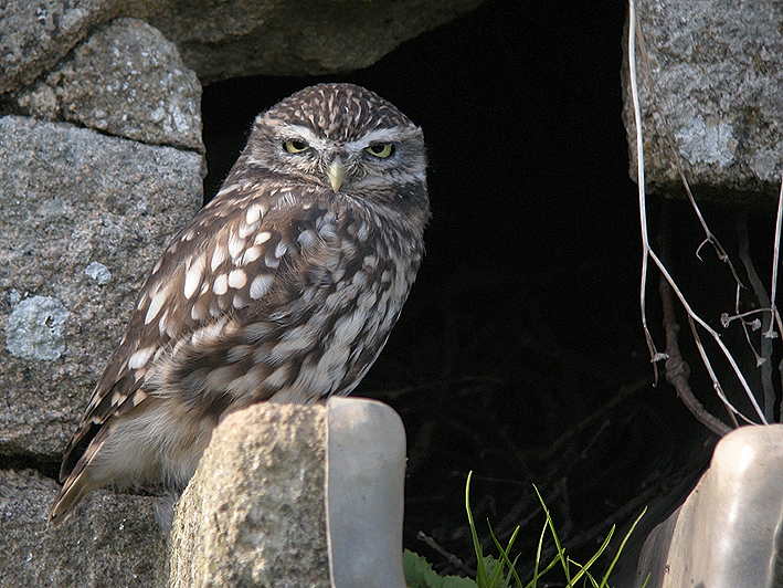 Chteau de Kerjean, Saint-Vougay (Finistre), 25 septembre 2015, photo : Franois Sit.