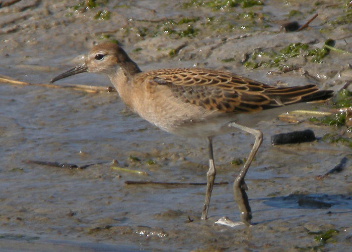 Juvnile, baie de Goulven (Finistre), 23 aot 2009, photo Franois Sit.