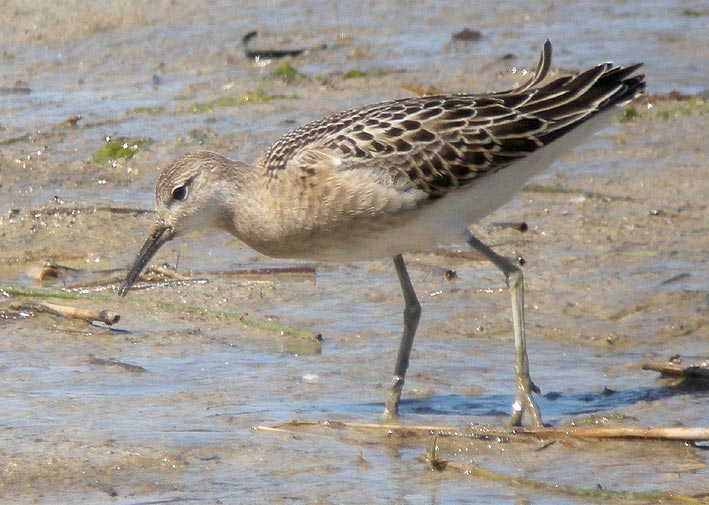 Juvnile, baie de Goulven (Finistre), 23 aot 2009, photo Franois Sit.