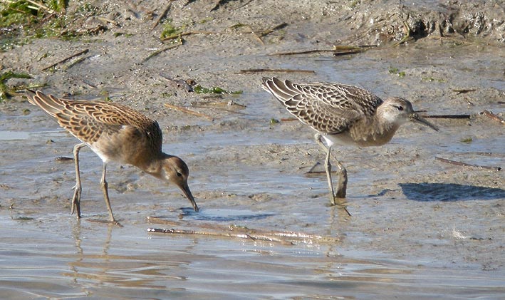 Juvniles, baie de Goulven (Finistre), 23 aot 2009, photo Franois Sit.