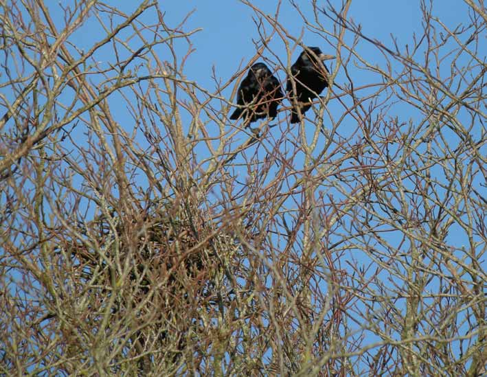 Couple prs du nid en contruction, Kerjean, Saint-Vougay (Finistre), 4 mars 2009, photo Franois Sit.