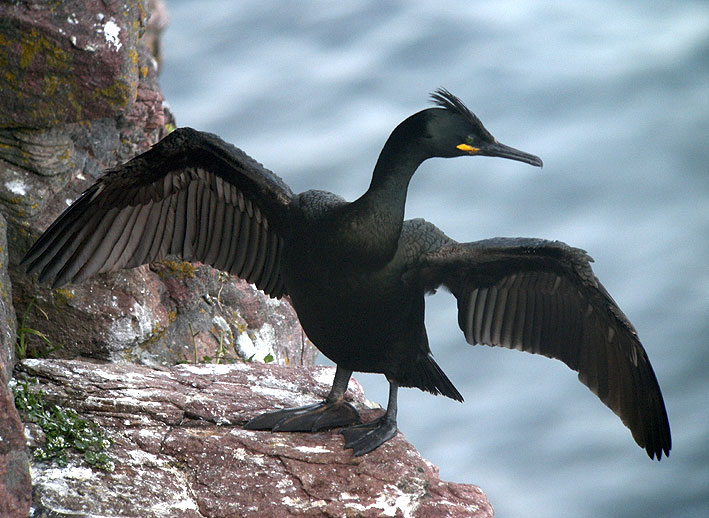 Adulte en plumage nuptial, Cap Frhel (Ctes-d'Armor), 24 avril 2013, photo Franois Sit.