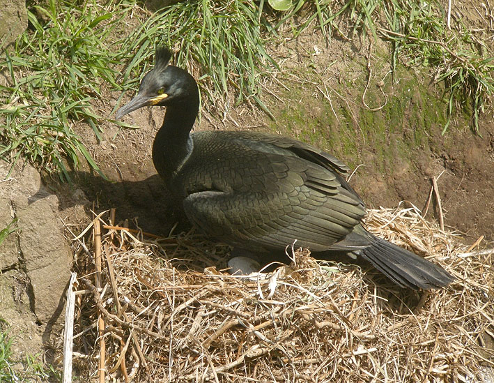 Adulte en plumage nuptial, Cap Frhel (Ctes-d'Armor), 24 avril 2013, photo Franois Sit.