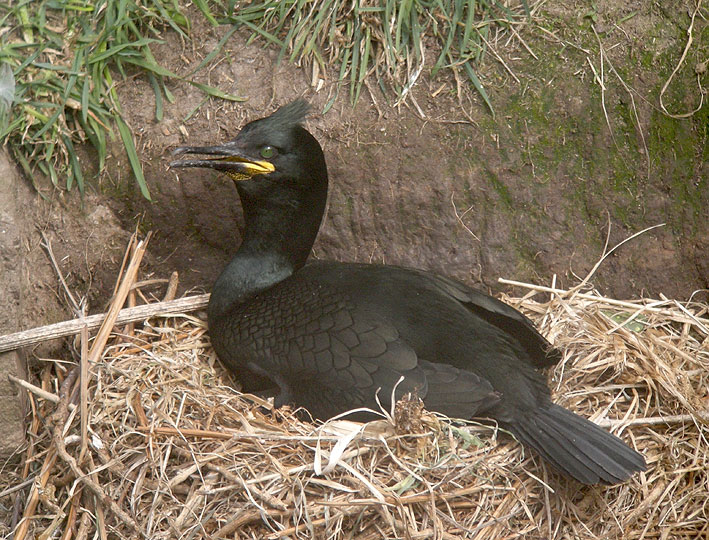 Adulte en plumage nuptial, Cap Frhel (Ctes-d'Armor), 24 avril 2013, photo Franois Sit.