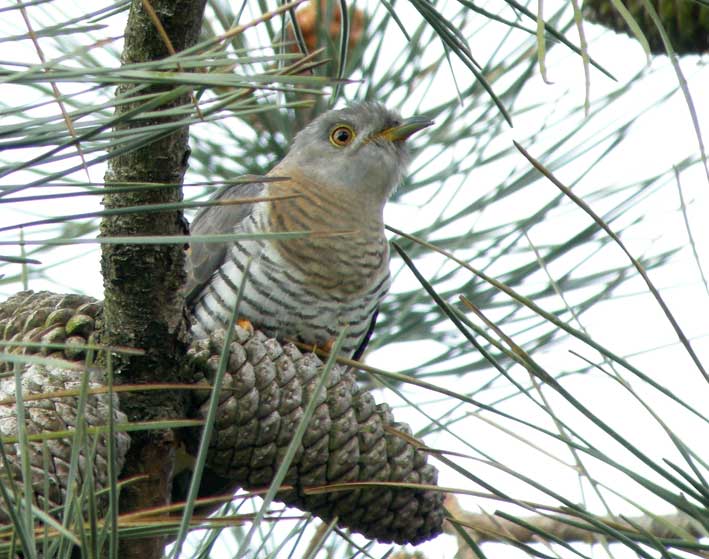 Femelle guettant les petits passereaux, Cragou, Plougonven (29), 15 mai 2008, photo Franois Sit.