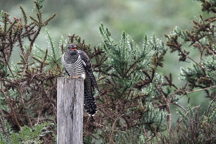 Jeune Coucou gris ; landes du Cragou, Le Clotre-Saint-Thgonnec (29), 19 juillet 2019, photo : Jean-Michel Lucas.