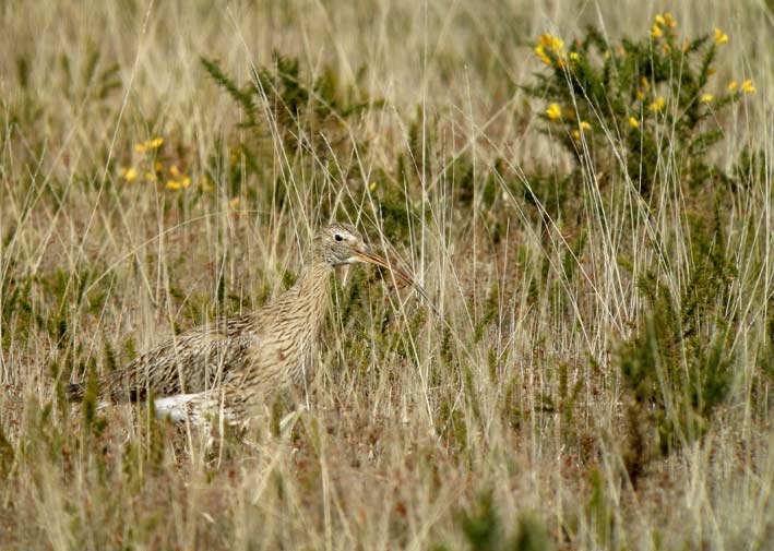 Landes des Monts d'Arre (Finistre), 01 mai 2008, photo Franois Sit.