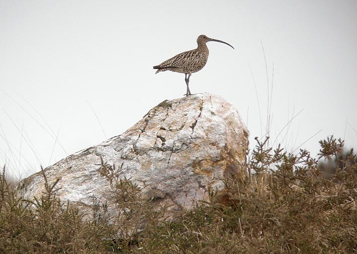 Landes des Monts d'Arre (Finistre), 3 mai 2008, photo Franois Sit.