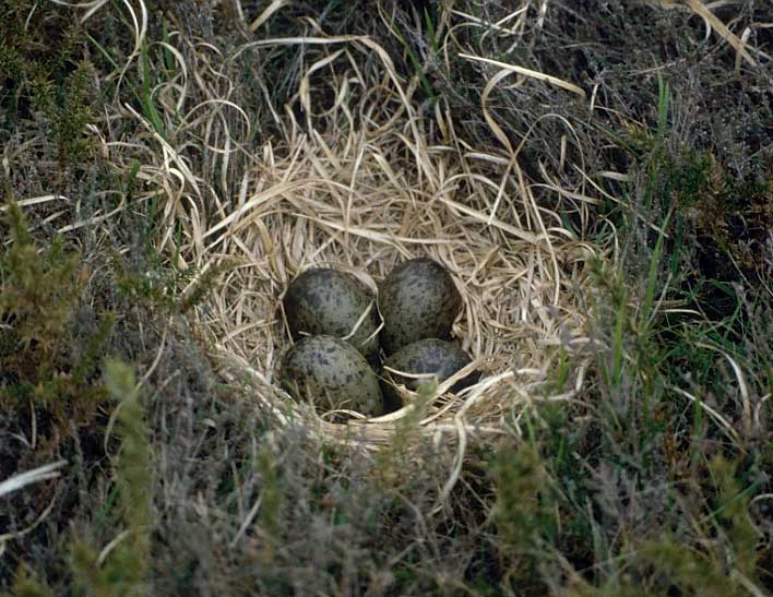 Nid et oeufs, photographis en mai 1988 dans une lande des Monts d'Arre, photo Franois Sit.