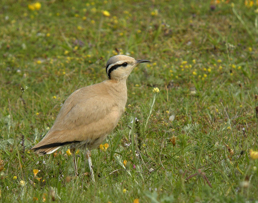 Adulte, dunes de Lampaul-Ploudalmzeau et de Saint-Pabu, Finistre-Nord, 30 juin 2012, photo Franois Sit.