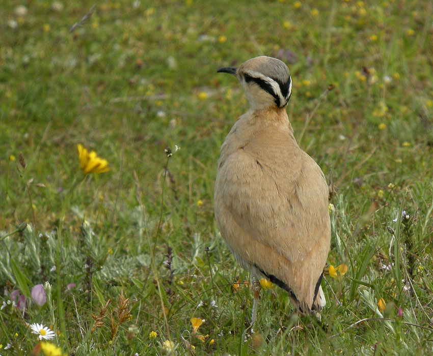 Adulte, dunes de Lampaul-Ploudalmzeau et de Saint-Pabu, Finistre-Nord, 30 juin 2012, photo Franois Sit.