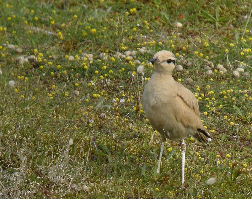 Adulte, dunes de Lampaul-Ploudalmzeau et de Saint-Pabu, Finistre-Nord, 30 juin 2012, photo Franois Sit.