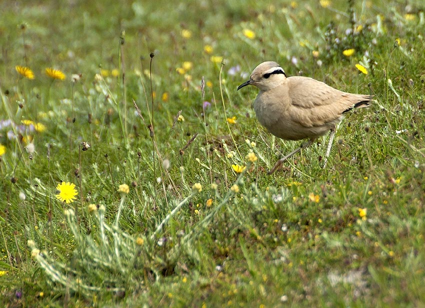 Adulte, dunes de Lampaul-Ploudalmzeau et de Saint-Pabu, Finistre-Nord, 30 juin 2012, photo Jean-Michel Lucas.