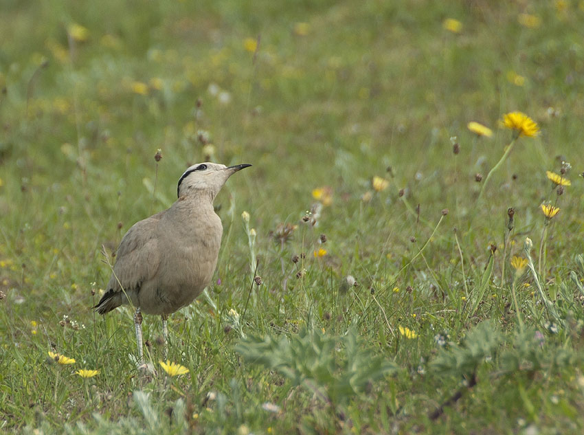 Adulte, dunes de Lampaul-Ploudalmzeau et de Saint-Pabu, Finistre-Nord, 30 juin 2012, photo Jean-Michel Lucas.