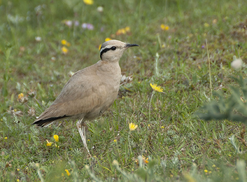 Adulte, dunes de Lampaul-Ploudalmzeau et de Saint-Pabu, Finistre-Nord, 30 juin 2012, photo Jean-Michel Lucas.