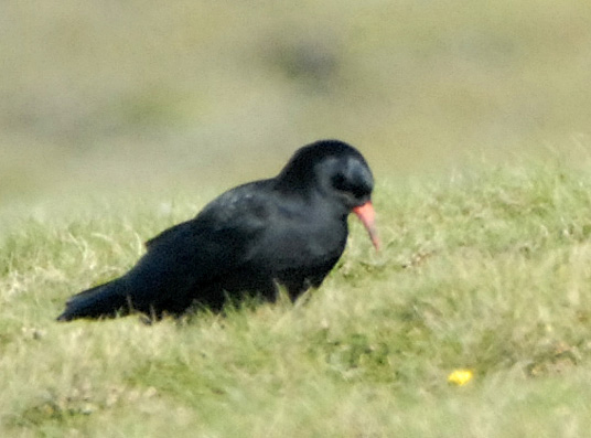 Ouessant (Finistre), octobre 2006, photo Jean-Michel Lucas.