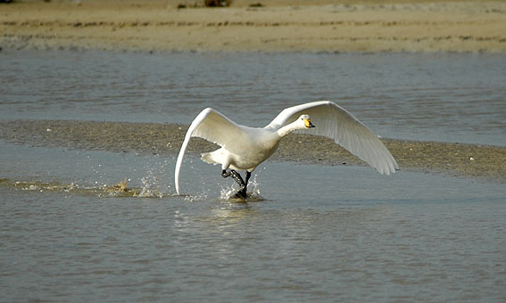 Baie du Kernic, Plounvez-Lochrist (Finistre), 12 novembre 2007, photo Jean-Michel Lucas.