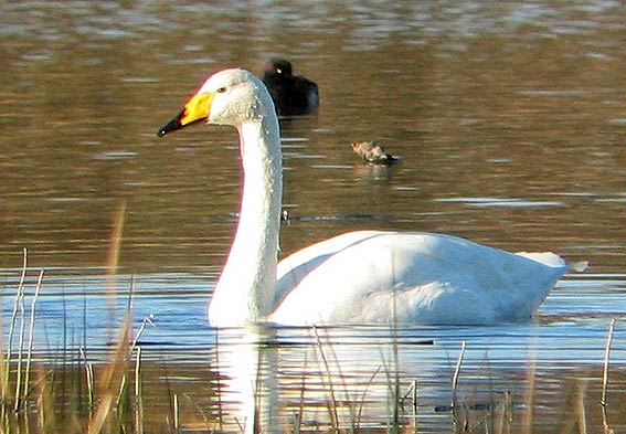 Etang du Moulin-Neuf, Plounrin (22), janvier 2006. Photo Franois Sit.