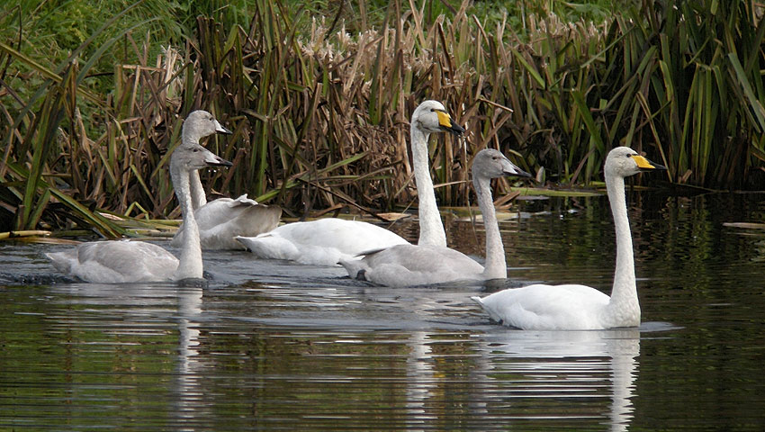 Famille (2 adultes et 3 juvniles), Plestin-les-grves (22), 18 novembre 2012, photo Franois Sit.