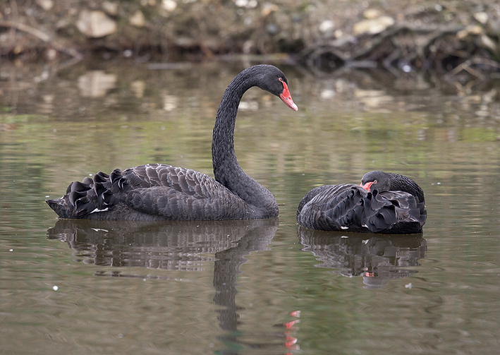 Adultes, Finistre-Nord, le 20 janvier 2015, photo : Jean-Michel Lucas.