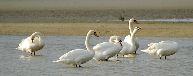 Baie du Kernic, Plounvez-Lochrist (Finistre), 12 novembre 2007, photo Jean-Michel Lucas.