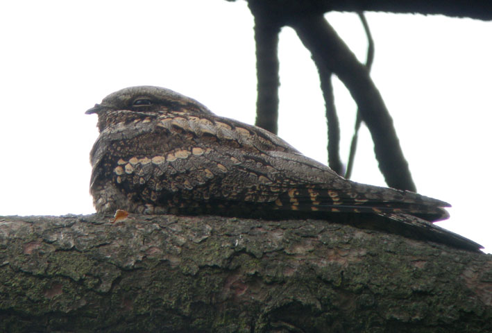 Femelle somnolant sur une branche de pin, landes du Cragou, Plougonven (29), 23 mai 2008, photo Franois Sit.