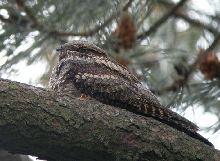 Femelle somnolant sur une branche de pin, landes du Cragou, Plougonven (29), 23 mai 2008, photo Franois Sit.