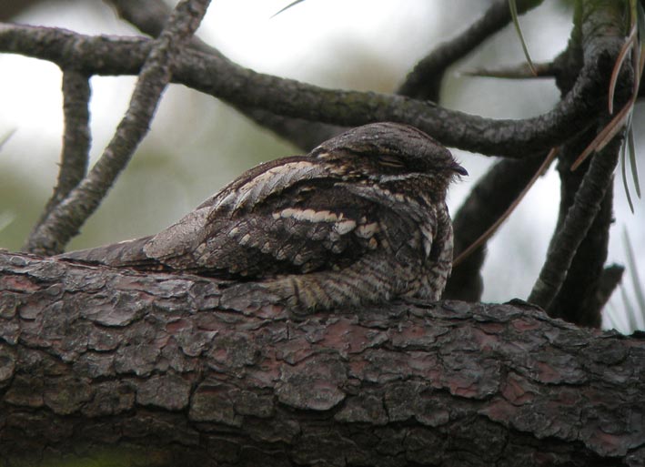 Mle somnolant sur une branche de pin, landes du Cragou, Plougonven (29), 23 mai 2008, photo Franois Sit.