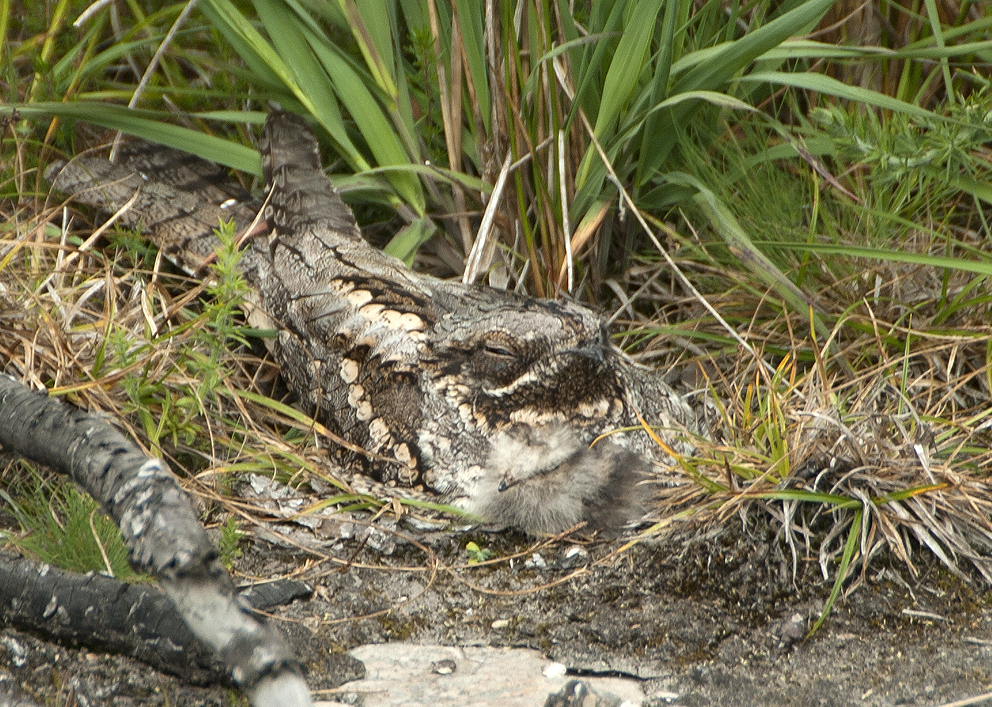 Femelle et jeune poussin au nid, Cragou, Plougonven (Finistre), 26 juin 2015, photo : Franois Sit.