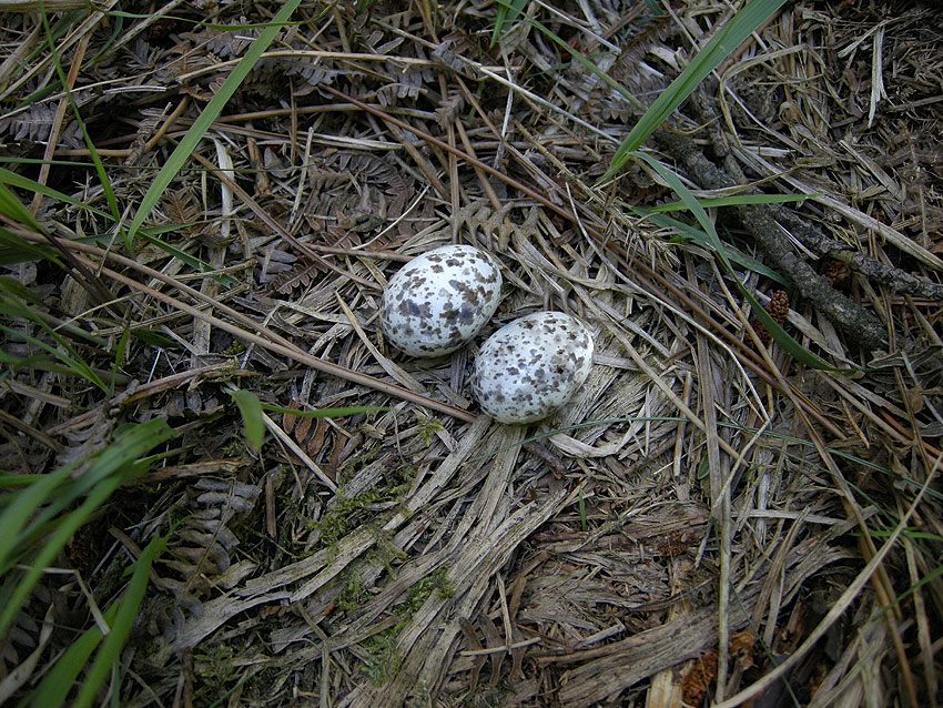 Nid et oeufs, Cragou, Plougonven (Finistre),19 juin 2008, photo Franois Sit.