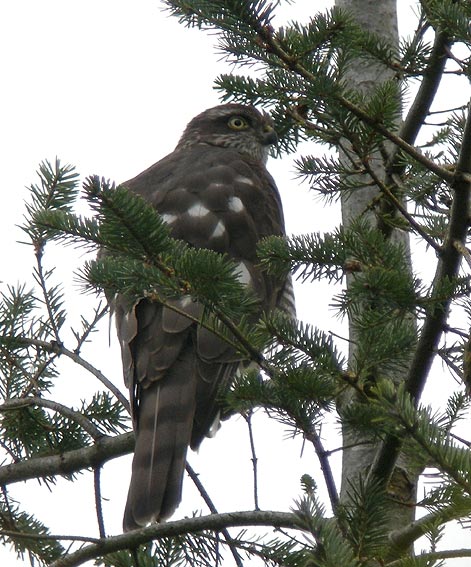 Femelle juvnile, Plougonven (Finistre), 16 aot 2009, photo Franois Sit.