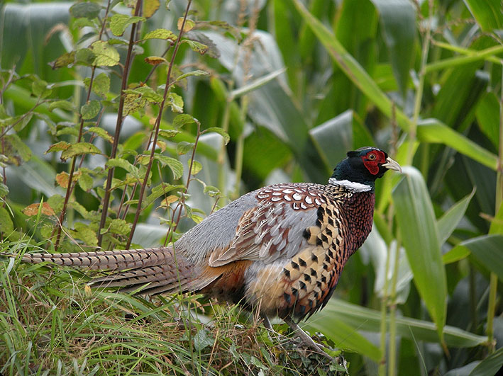 Mle, Kergreis, Plougonven (Finistre), 10 octobre 2011, photo Franois Sit.