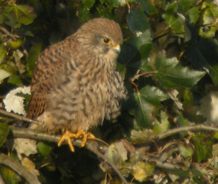 Femelle, Brhat (Ctes-d'Armor), 9 octobre 2008, photo Franois Sit.