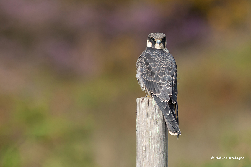 Juvnile, Landes du Cragou, Plougonven (Finistre), le 29 aot 2020. Photo : Jean-Michel Lucas