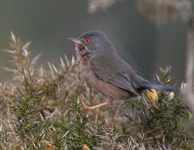 Mle, landes du Cragou, Plougonven (29), 01 mai 2008, photo Franois Sit.