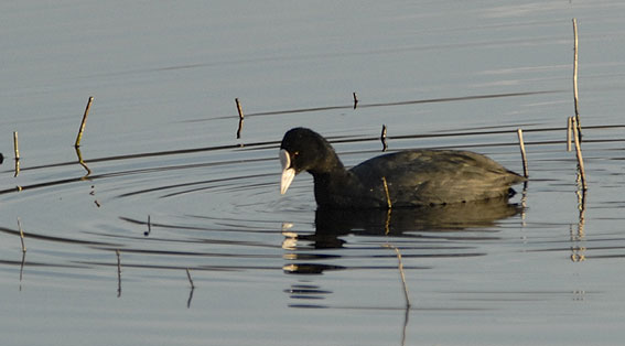 Etang du Moulin-Neuf, Plounrin (22), 18 dcembre 2006, photo Jean-Michel Lucas.